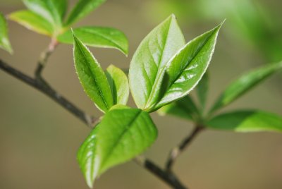 Stewartia sinensis - stewartie čínská - jarní větévka (2)
